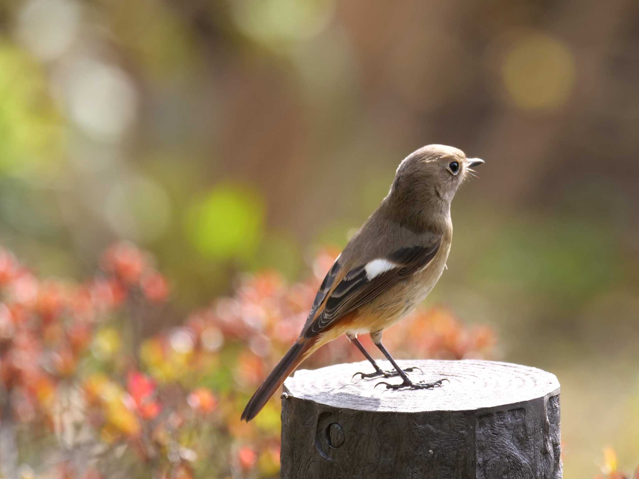 都内近郊 ジョウビタキの写真 by little birds