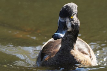 クビワキンクロ こども自然公園 (大池公園/横浜市) 2022年11月12日(土)