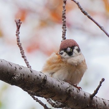 スズメ 公園 2022年11月13日(日)