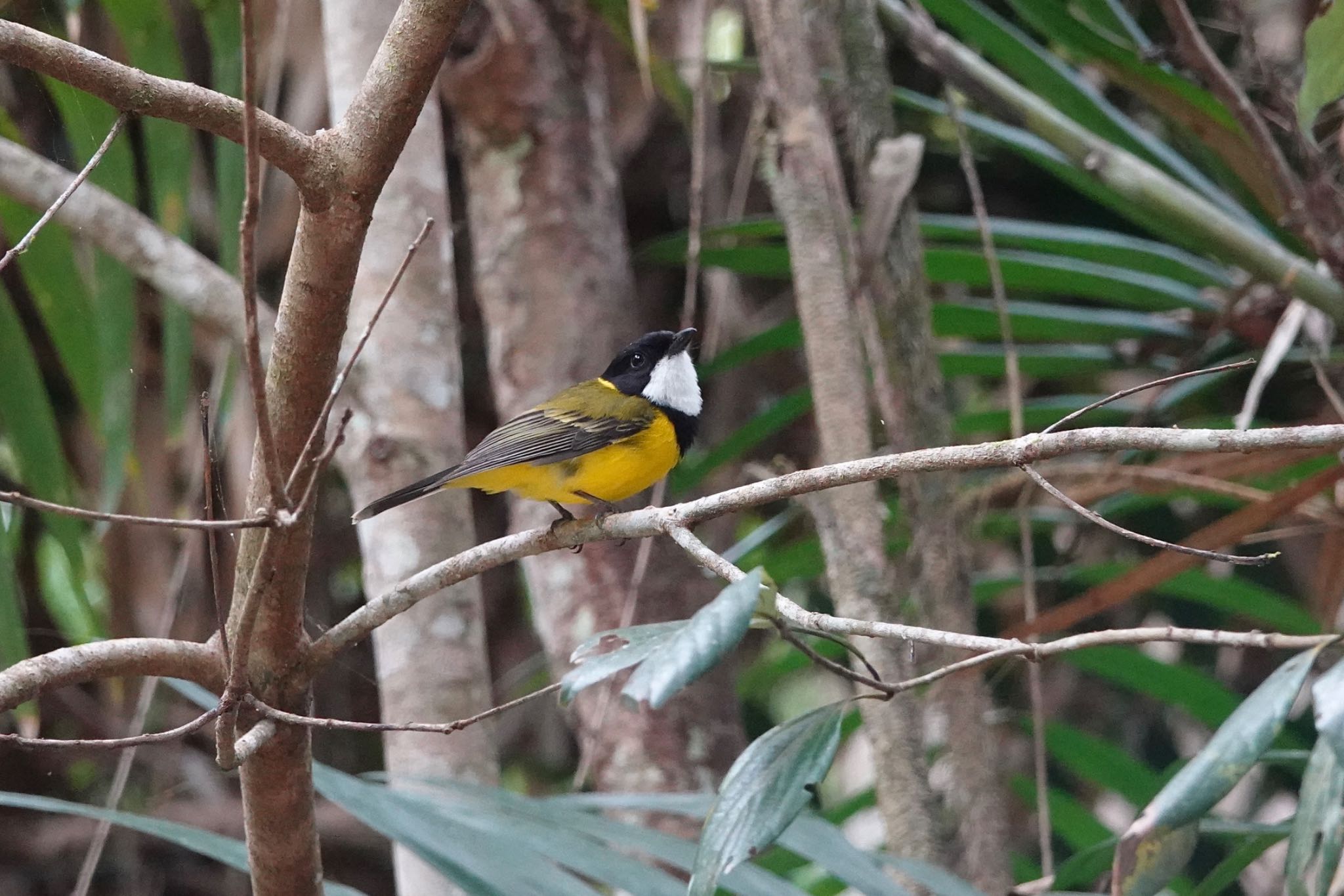 Chambers Wildlife Rainforest Lodges 周辺 キバラモズヒタキの写真 by のどか