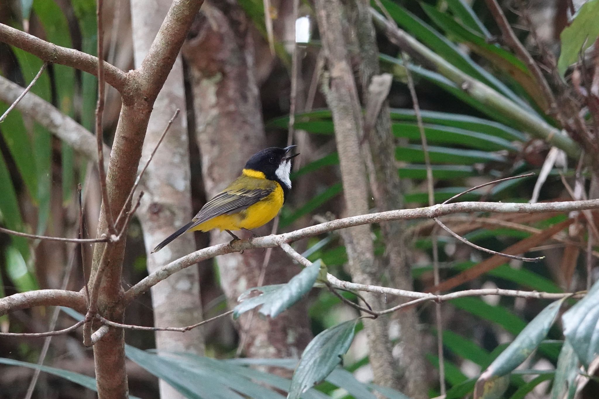 Chambers Wildlife Rainforest Lodges 周辺 キバラモズヒタキの写真 by のどか