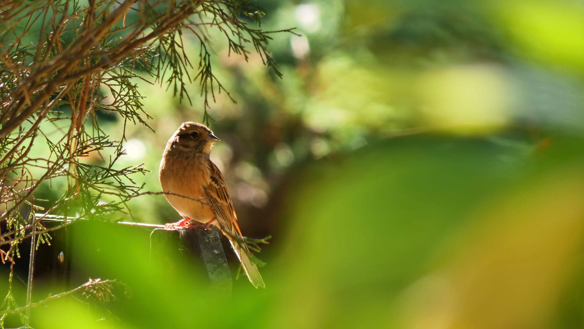 Meadow Bunting