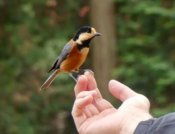 Varied Tit 遠い Sat, 11/12/2022