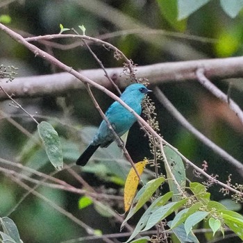 2022年11月13日(日) Khao Mai Keao Reservation Parkの野鳥観察記録