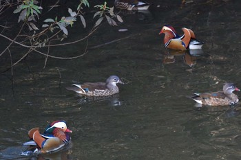 2022年11月12日(土) 奈良山公園の野鳥観察記録