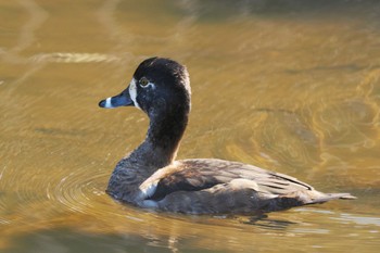 クビワキンクロ こども自然公園 (大池公園/横浜市) 2022年11月12日(土)