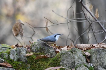 2022年11月12日(土) 伊香保森林公園の野鳥観察記録