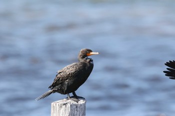 Double-crested Cormorant Rio Lagartos Sun, 1/7/2018