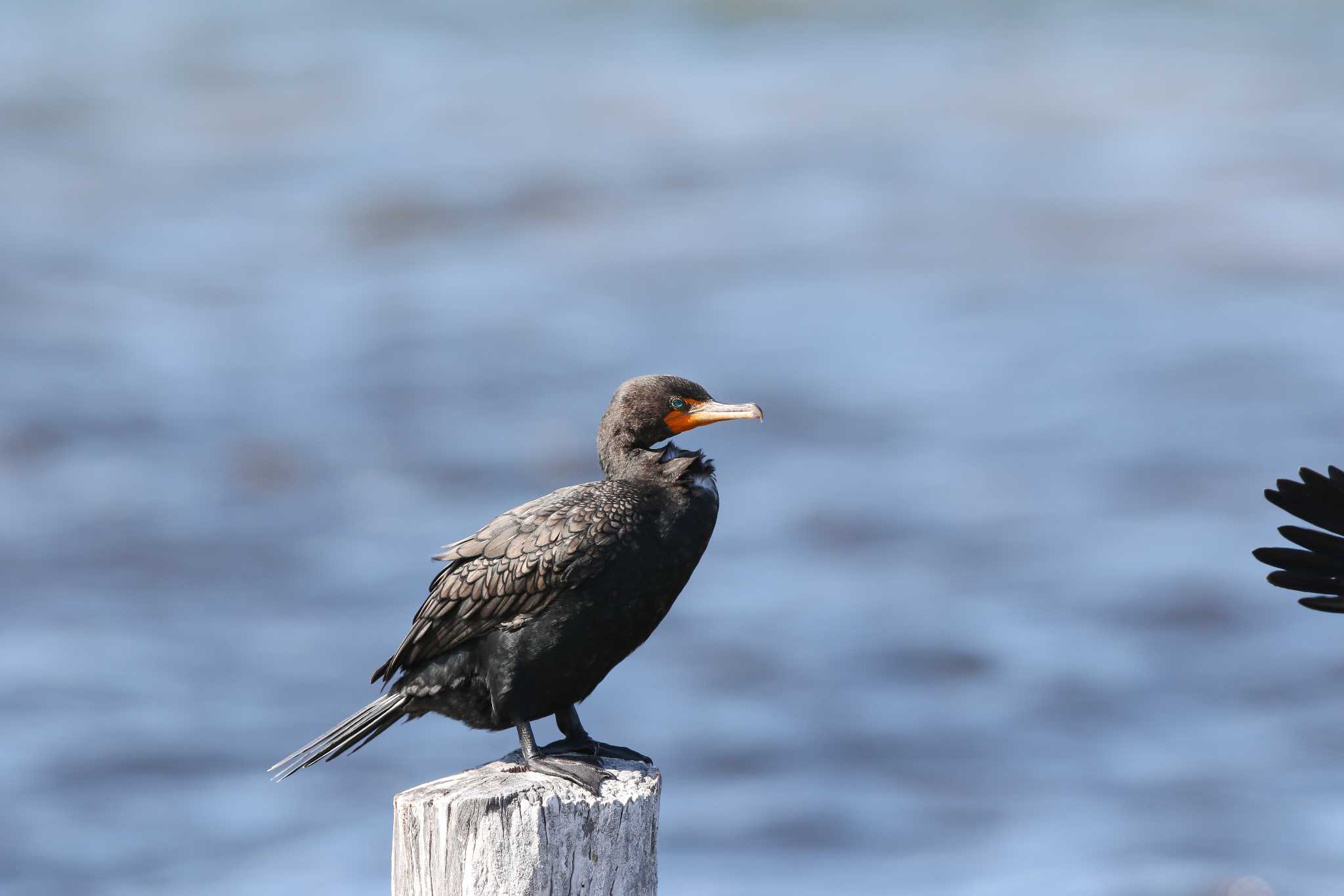 Photo of Double-crested Cormorant at Rio Lagartos by Trio