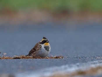 2022年11月12日(土) 岡谷林道の野鳥観察記録