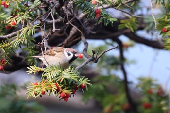 2022年11月14日(月) 北海道大学の野鳥観察記録