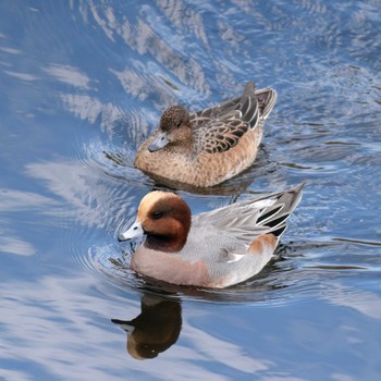 Eurasian Wigeon 恩田川 Mon, 11/14/2022