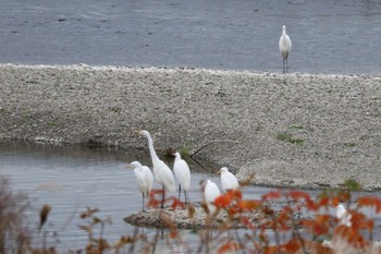 チュウサギ 多摩川 2022年11月14日(月)