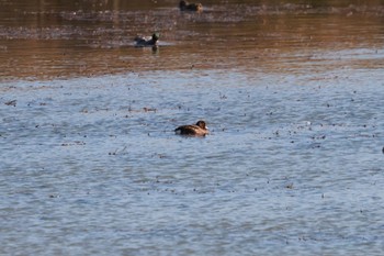 2022年11月14日(月) 渡良瀬遊水地の野鳥観察記録