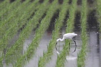 コサギ 五主海岸 2017年5月14日(日)