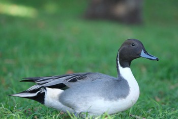 2022年11月6日(日) 手賀沼の野鳥観察記録