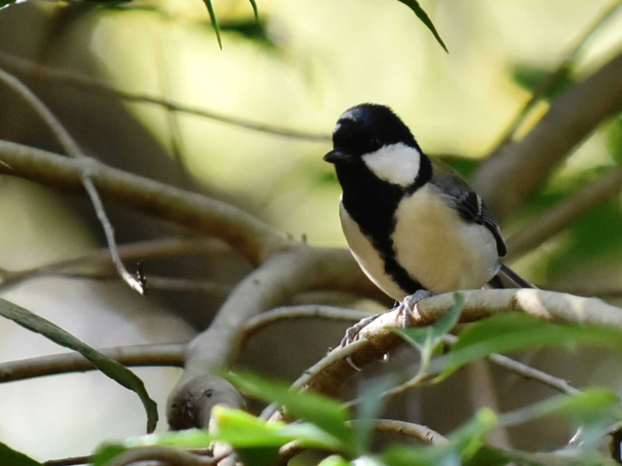 Japanese Tit