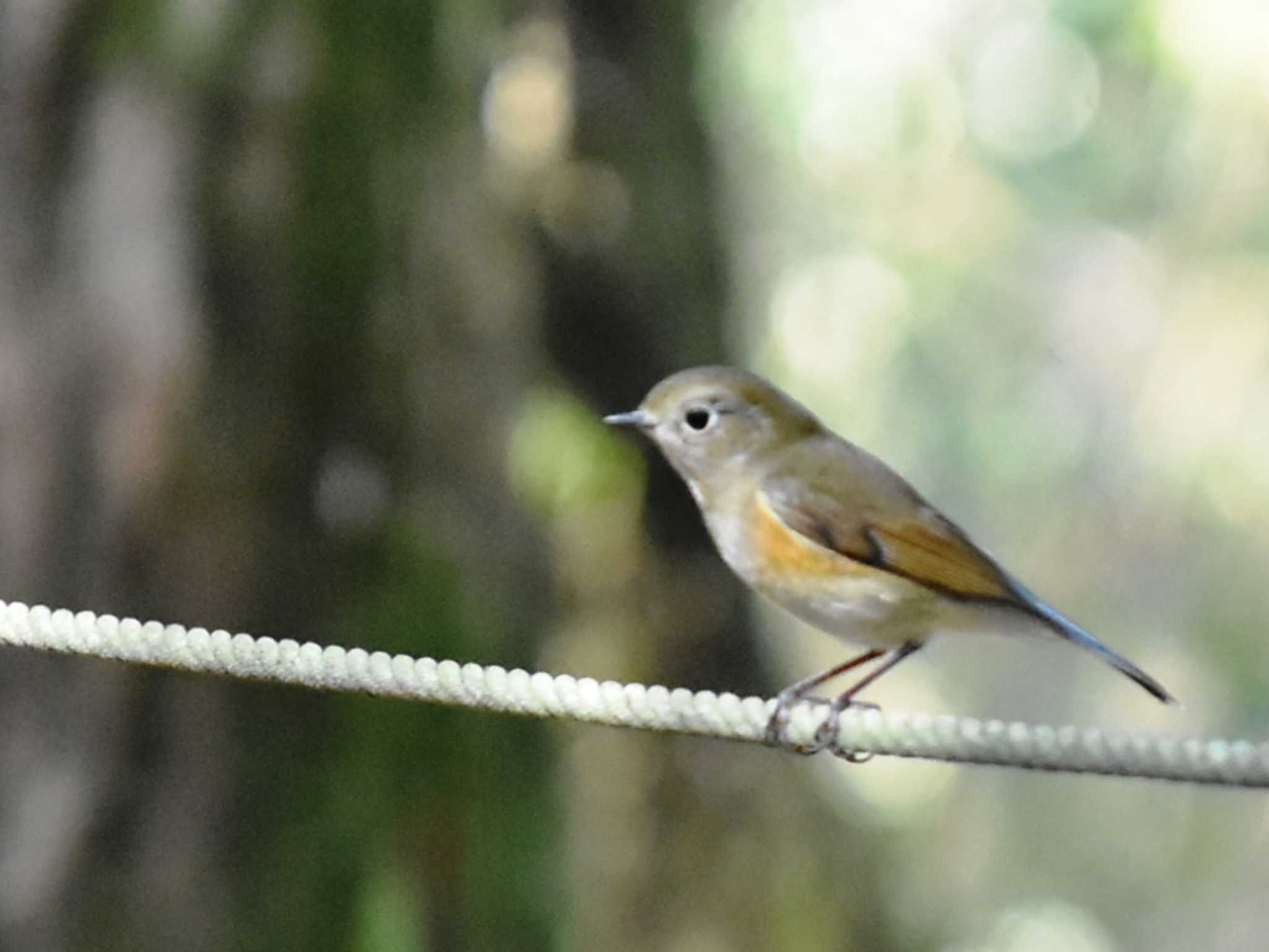 Photo of Red-flanked Bluetail at 立田山 by jo6ehm