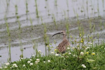 2017年5月14日(日) 五主海岸の野鳥観察記録