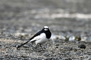 Japanese Wagtail 大江川緑地 Mon, 11/14/2022