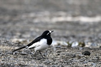 セグロセキレイ 大江川緑地 2022年11月14日(月)