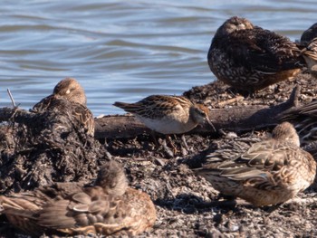 Sharp-tailed Sandpiper Watarase Yusuichi (Wetland) Mon, 11/14/2022