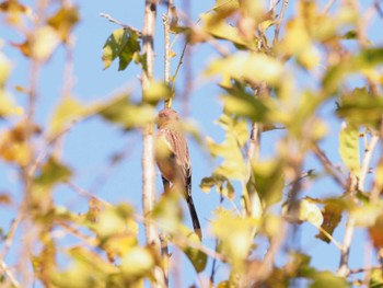 Siberian Long-tailed Rosefinch Watarase Yusuichi (Wetland) Mon, 11/14/2022