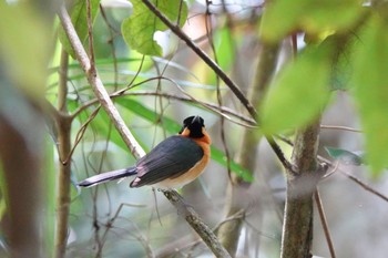 メンガタカササギビタキ Chambers Wildlife Rainforest Lodges 周辺 2022年10月5日(水)