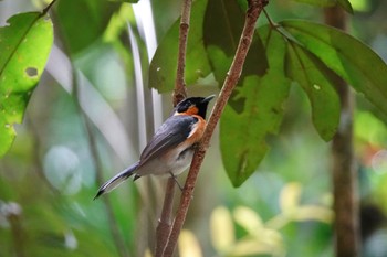 Spectacled Monarch Chambers Wildlife Rainforest Lodges 周辺 Wed, 10/5/2022