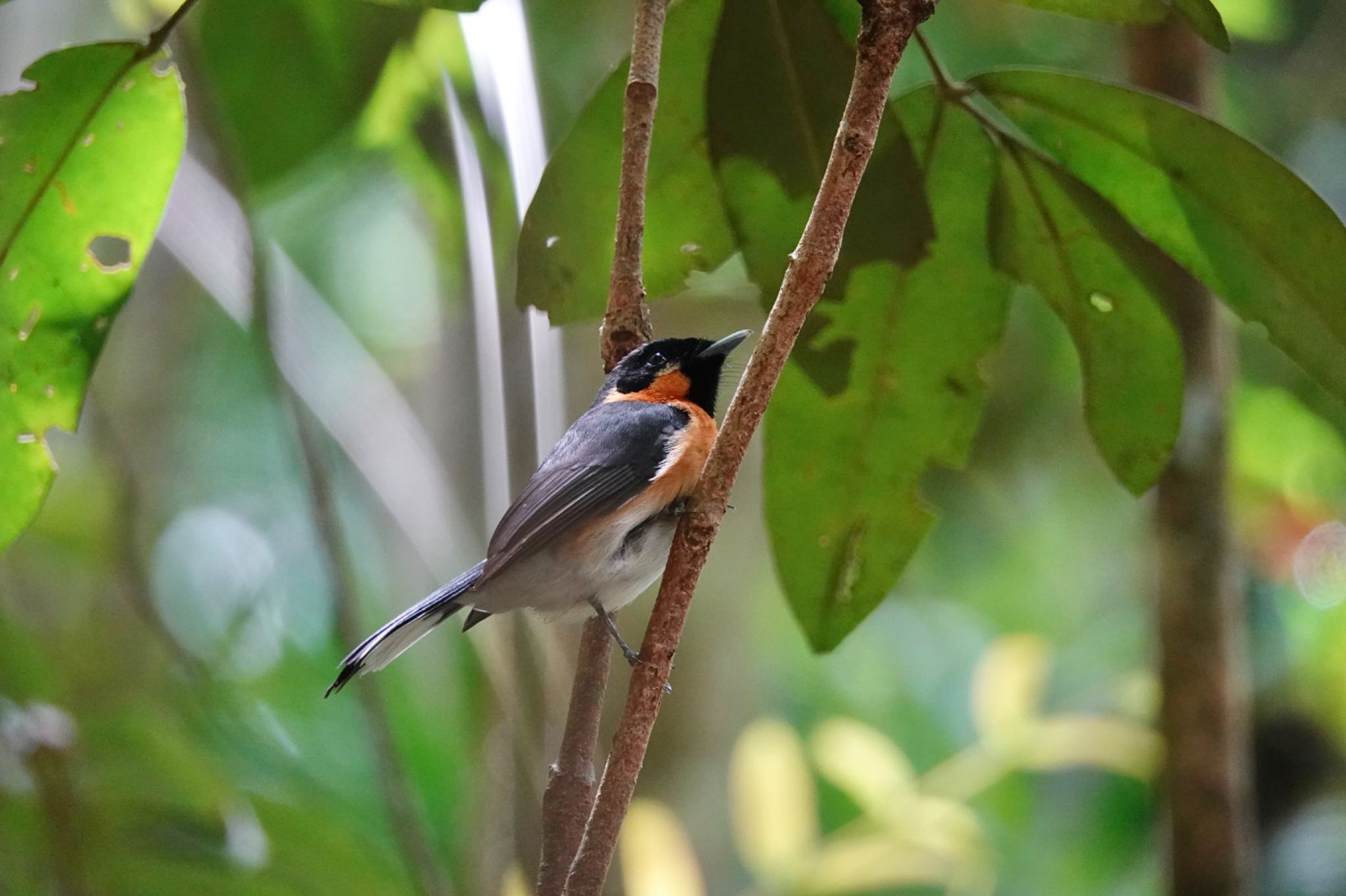 Photo of Spectacled Monarch at Chambers Wildlife Rainforest Lodges 周辺 by のどか