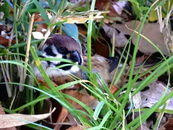 Eurasian Tree Sparrow Hibiya Park Mon, 11/14/2022