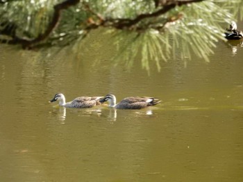 Eastern Spot-billed Duck Hibiya Park Mon, 11/14/2022