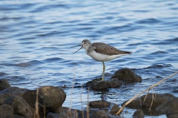 Common Greenshank Shinjiko Green Park Mon, 11/14/2022