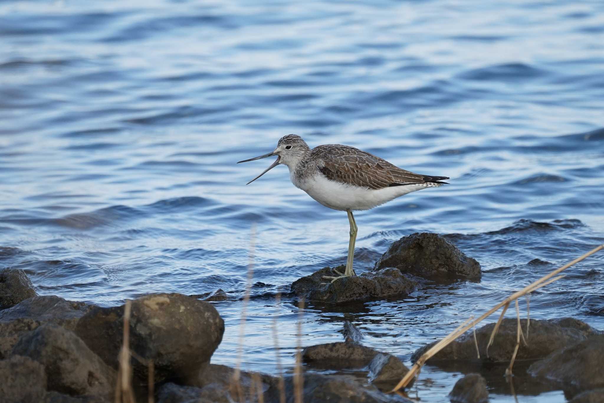 Common Greenshank