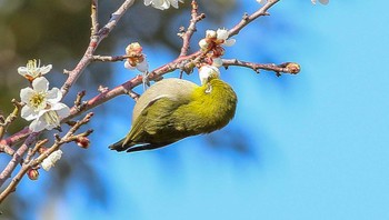 メジロ 小松市芦城公園 2022年3月8日(火)