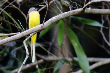 Grey Wagtail 堺市内 Sun, 11/6/2022