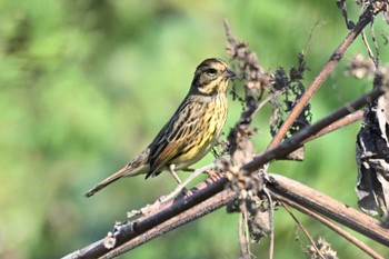 Masked Bunting 黒浜沼 Wed, 11/9/2022