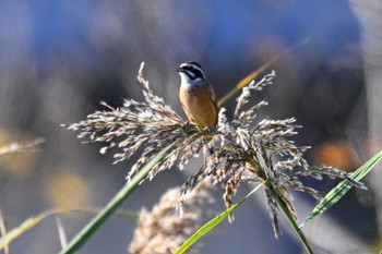 Meadow Bunting 黒浜沼 Wed, 11/9/2022