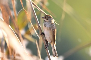 Common Reed Bunting 黒浜沼 Wed, 11/9/2022