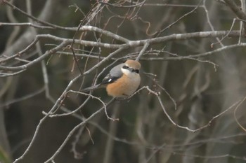 Sun, 2/25/2018 Birding report at Mie-ken Ueno Forest Park