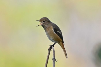 Daurian Redstart 黒浜沼 Sat, 11/12/2022