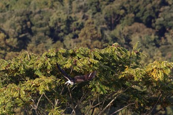 ミサゴ 福岡県 2022年11月14日(月)