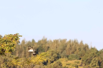 ミサゴ 福岡県 2022年11月14日(月)