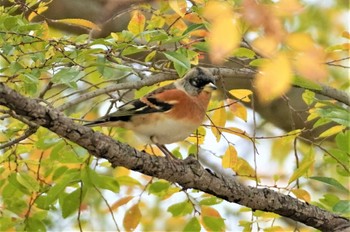 アトリ 万博公園 2022年11月14日(月)