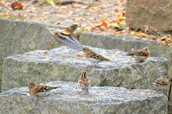 アトリ 万博公園 2022年11月14日(月)