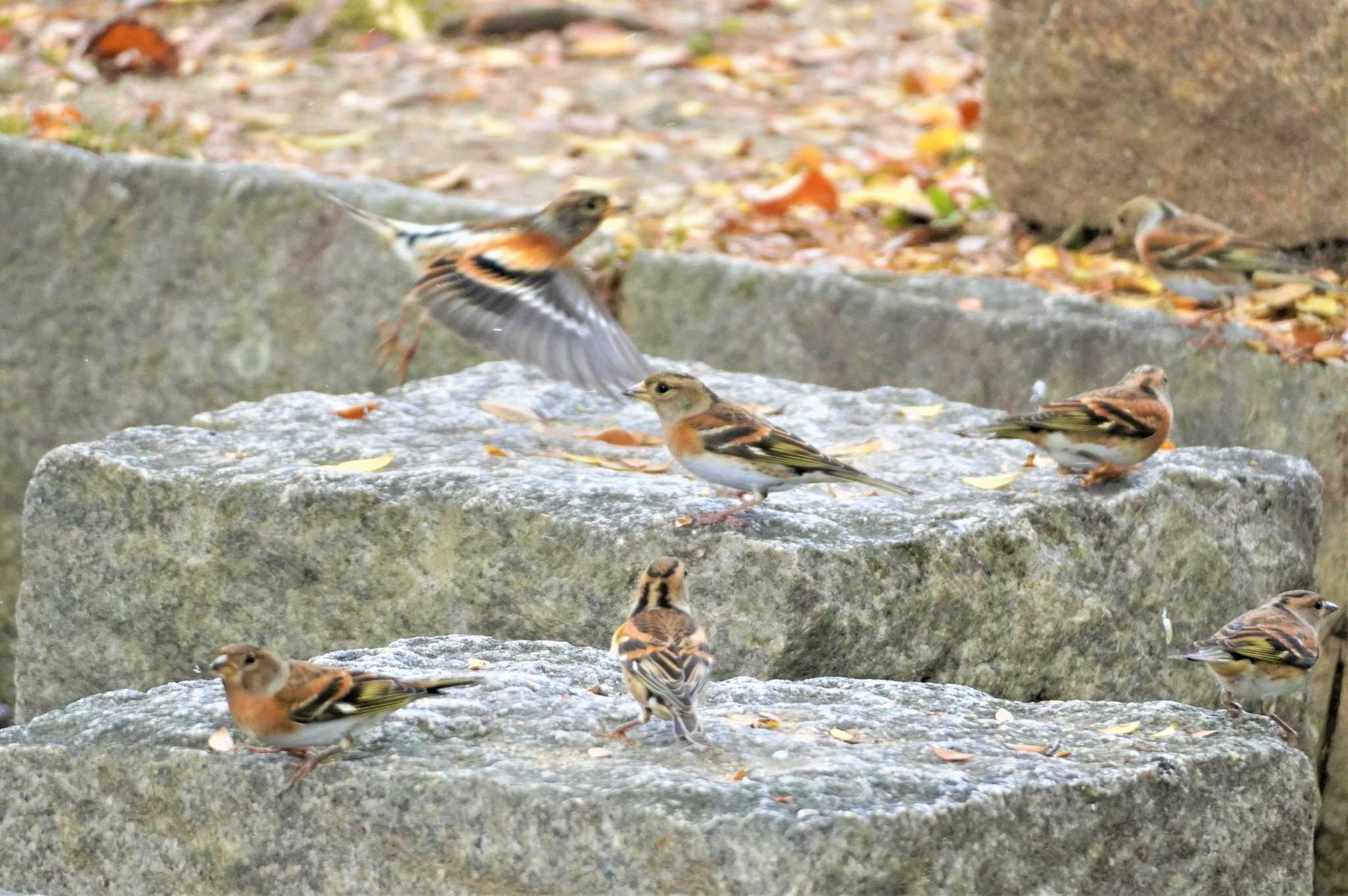 万博公園 アトリの写真 by BARD9800