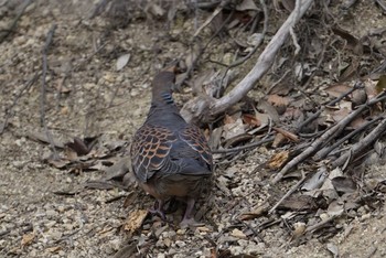 Oriental Turtle Dove 中山寺(奥之院) Sun, 2/25/2018