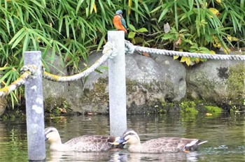 カワセミ 万博公園 2022年11月14日(月)