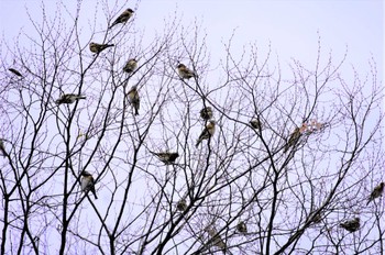 アトリ 万博公園 2022年11月14日(月)