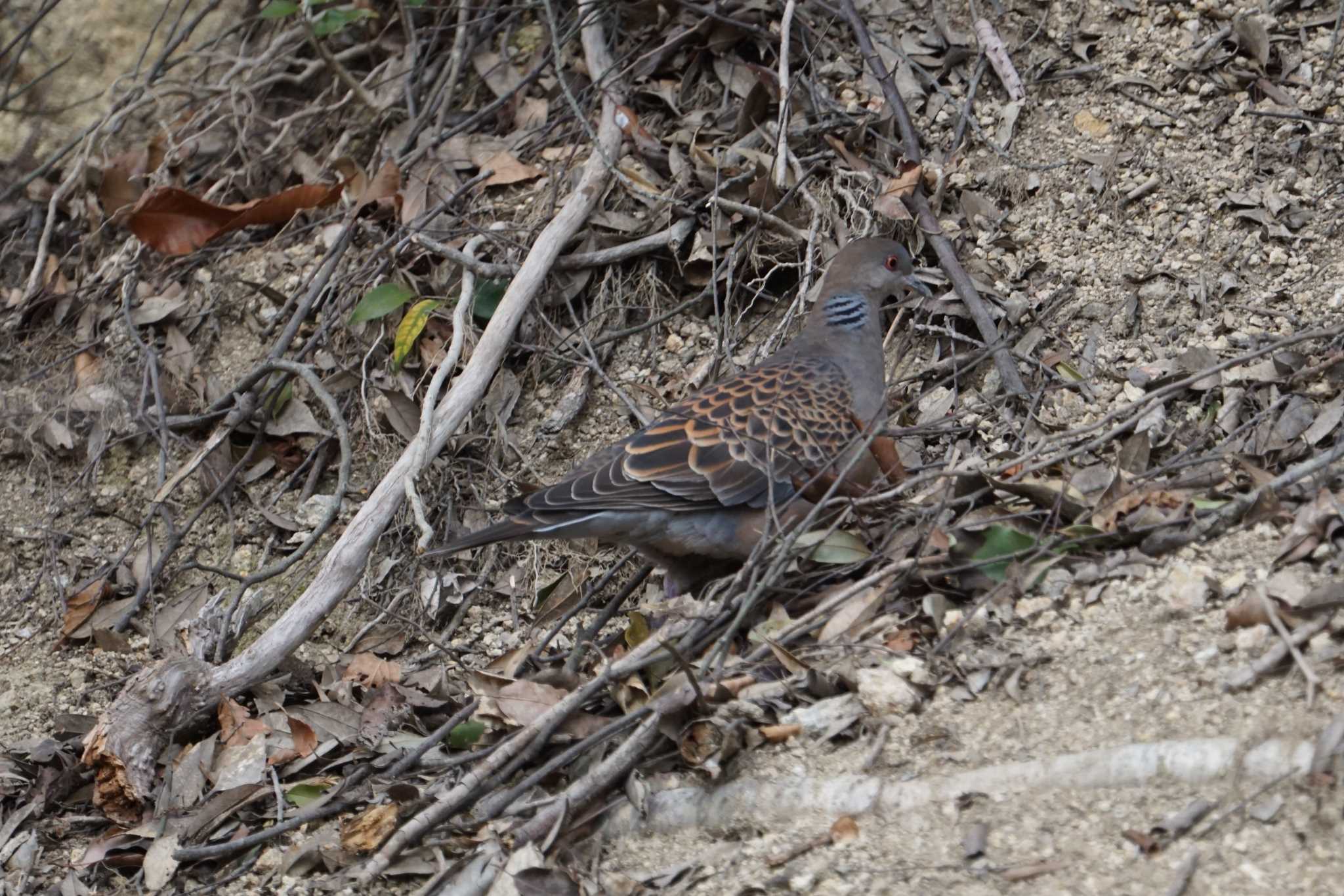 Oriental Turtle Dove